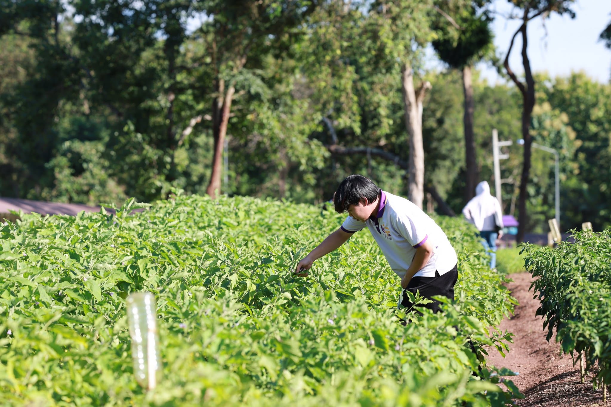 planted vegetation, University of Phayao