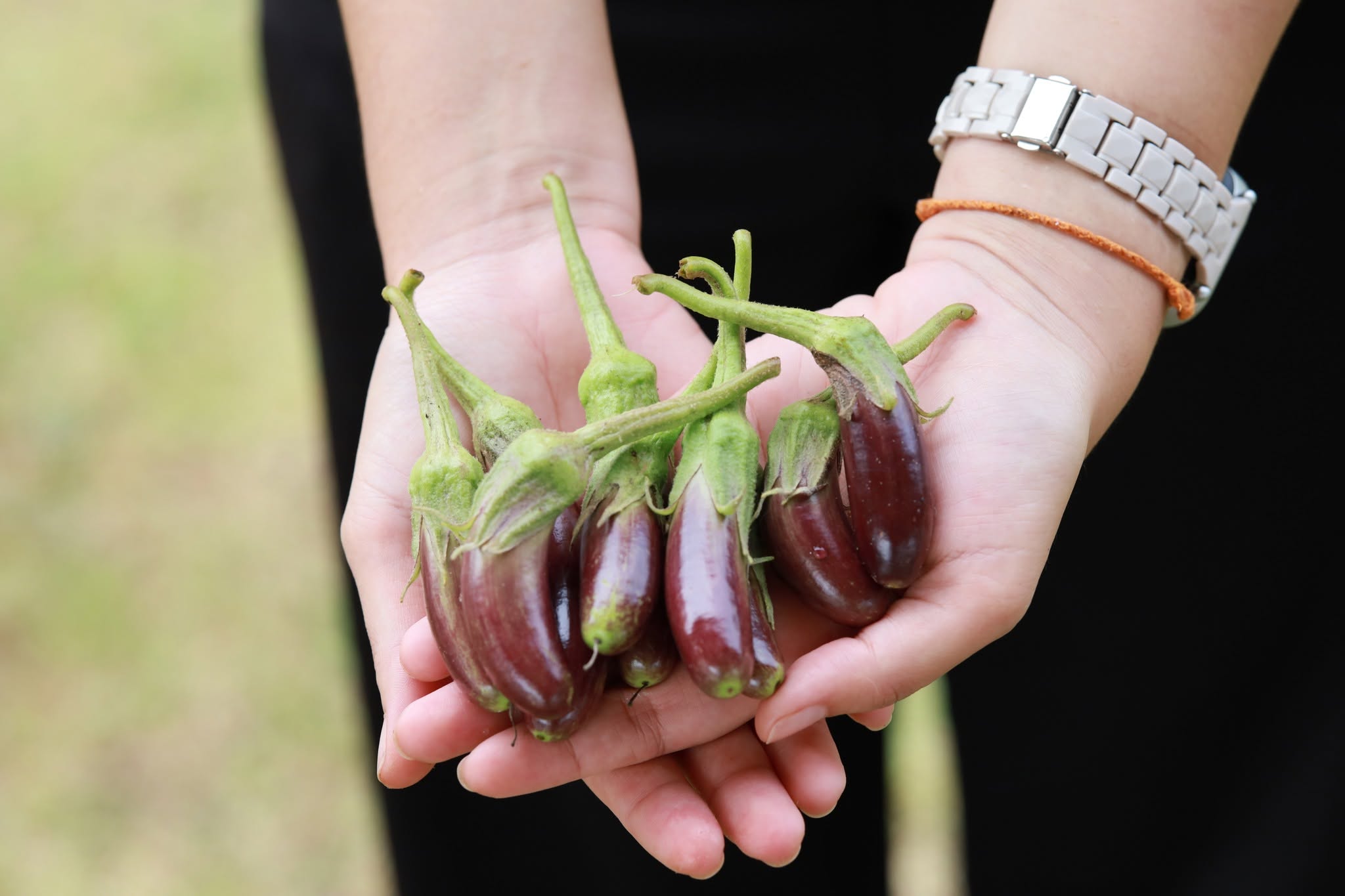 Students harvesting vegetables at University of Phayao