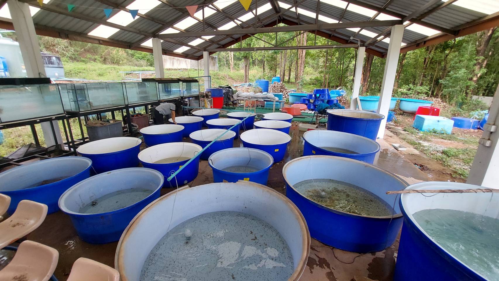 Frog release event with local community, University of Phayao