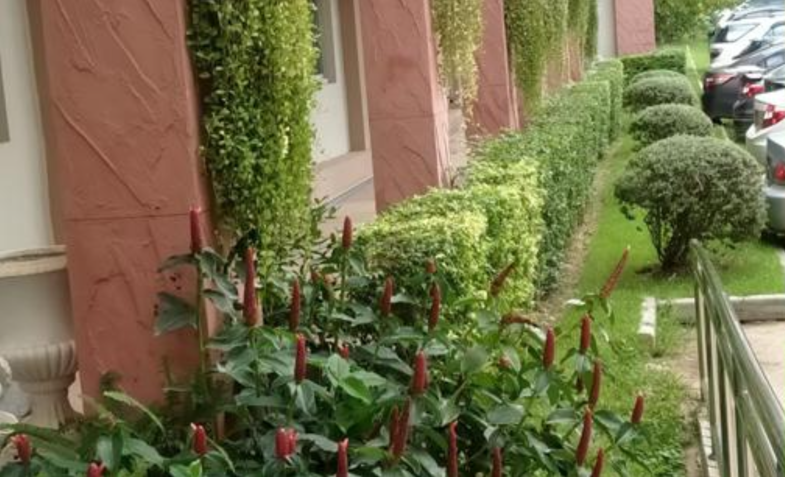 Planted vegetation area in University of Phayao