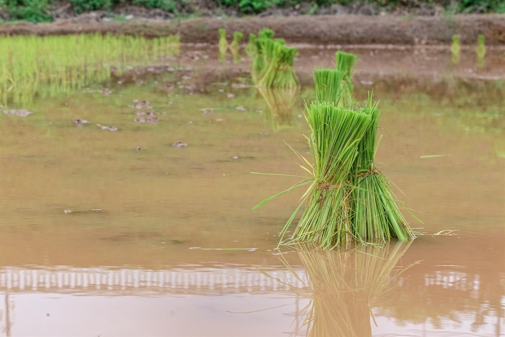 Rice field, University of Phayao
