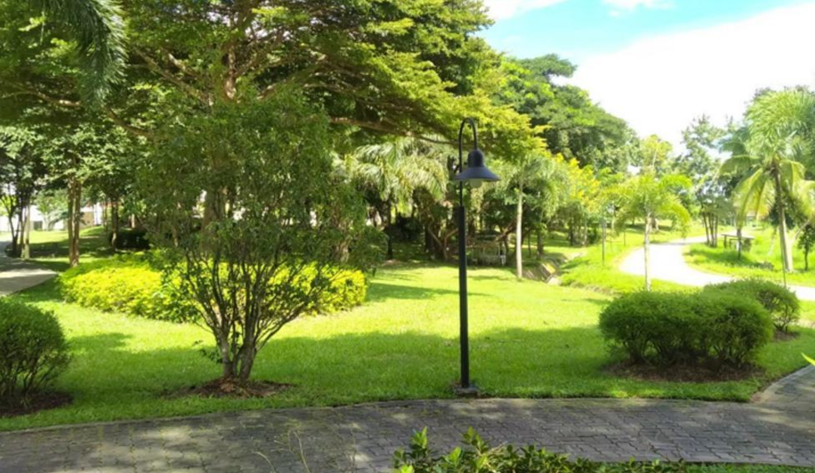 Planted vegetation area in University of Phayao