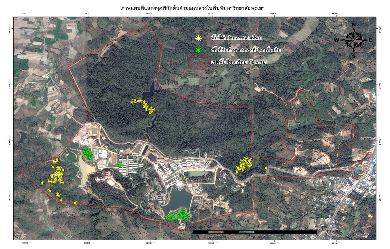 Kammok Luang tree distribution mapping, University of Phayao