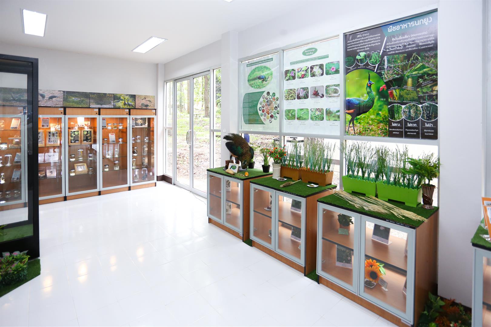 Thai Green Peacocks, University of Phayao