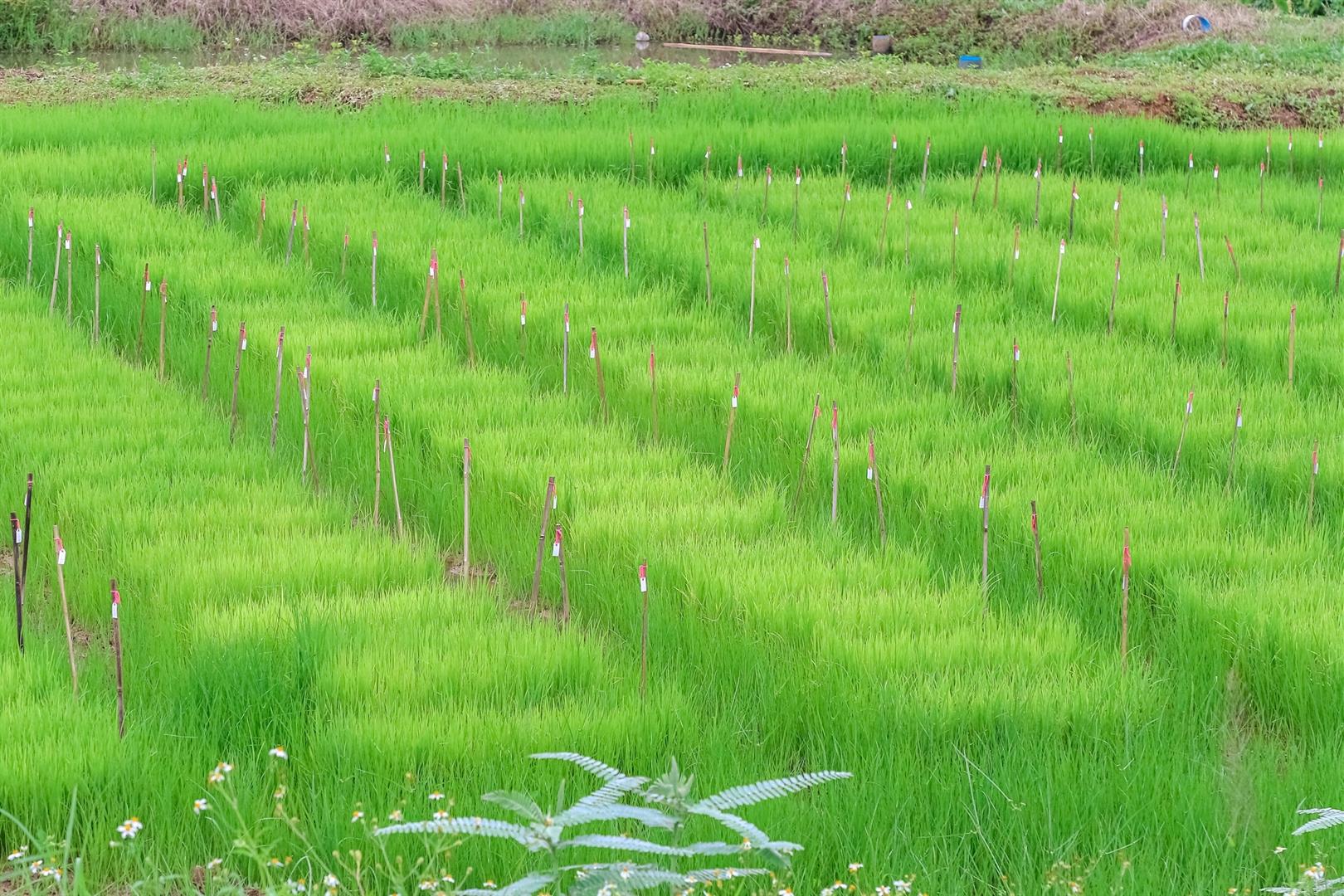 Rice planting activity, University of Phayao