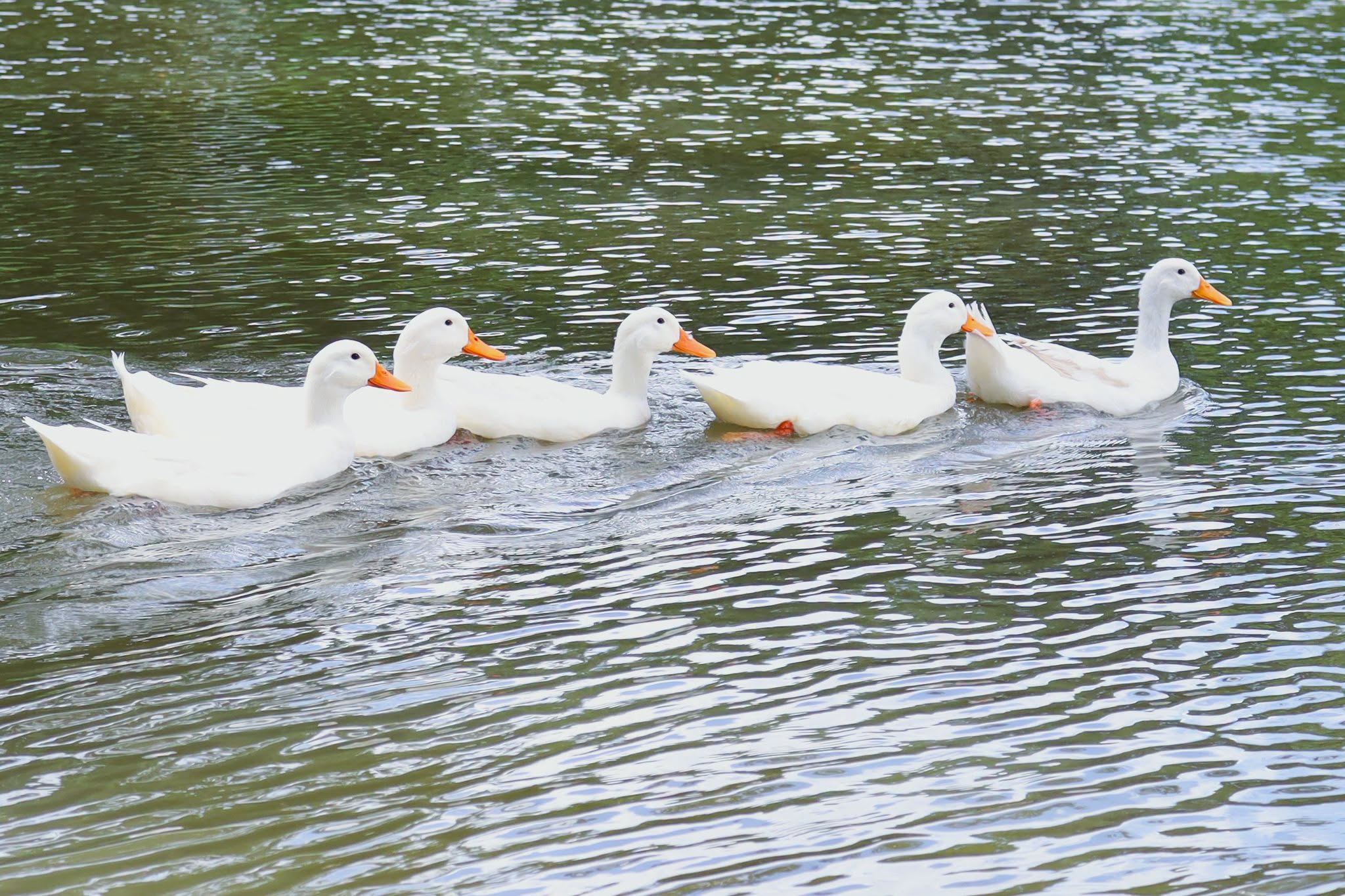 Ducks swimming, University of Phayao