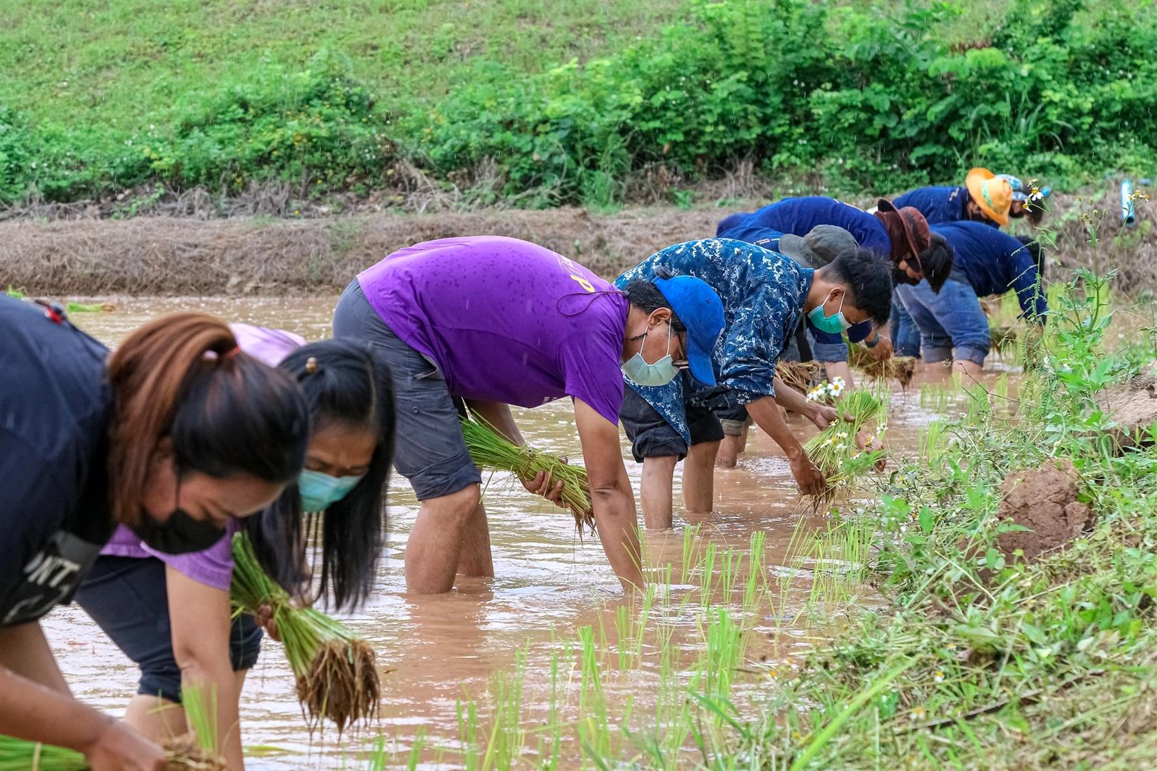Rice field, University of Phayao