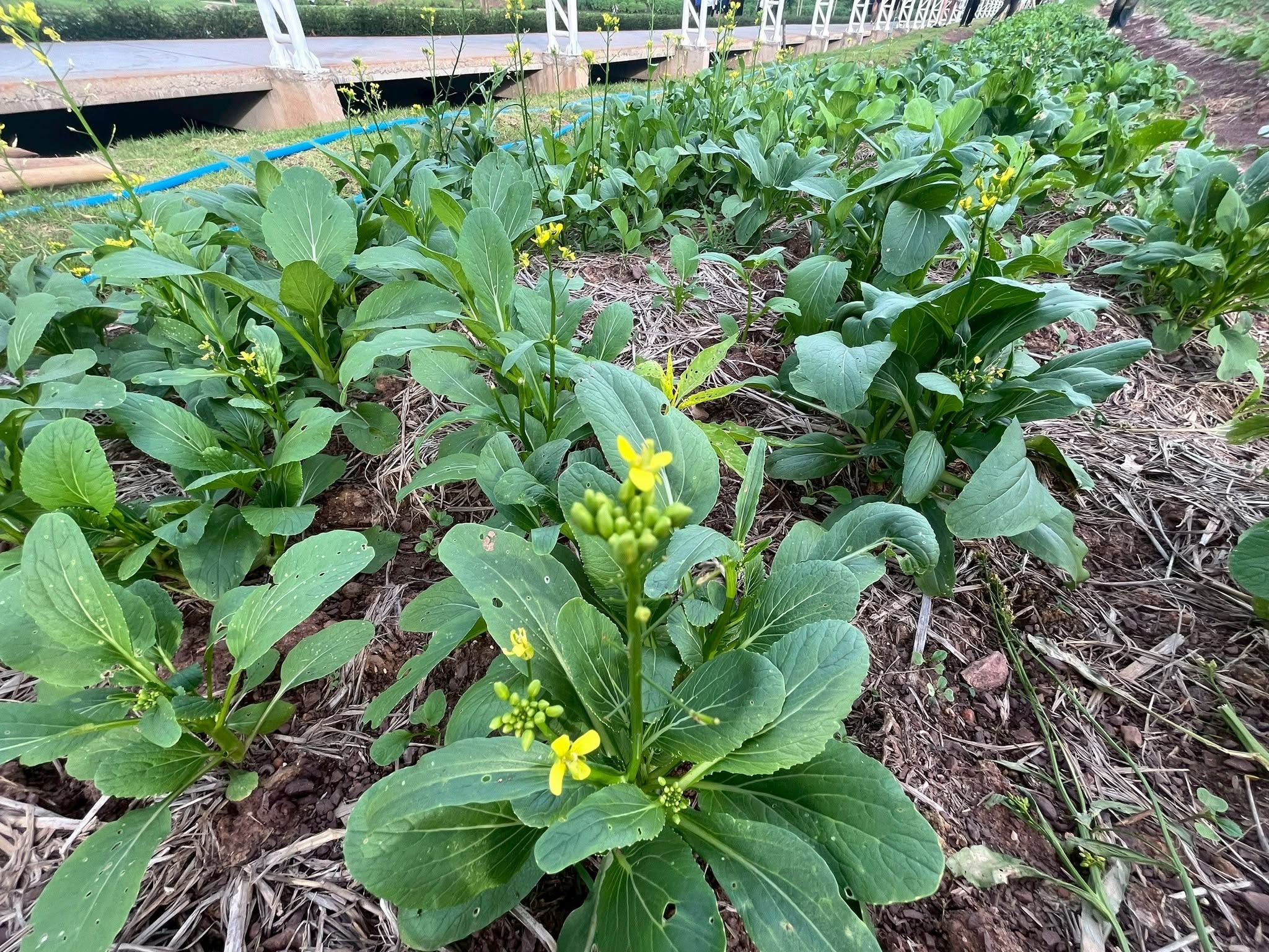 Students working in the vegetable garden
