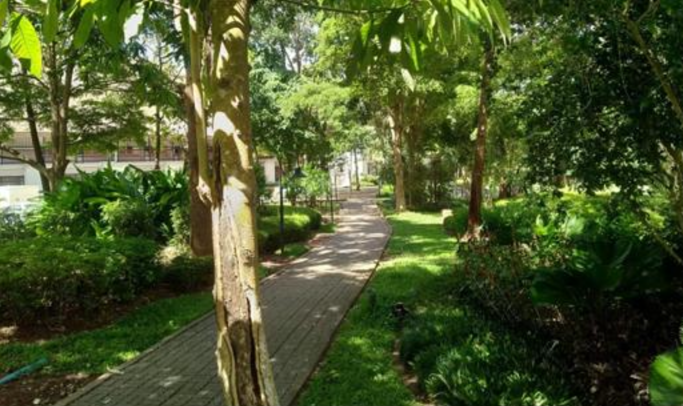Planted vegetation area in University of Phayao