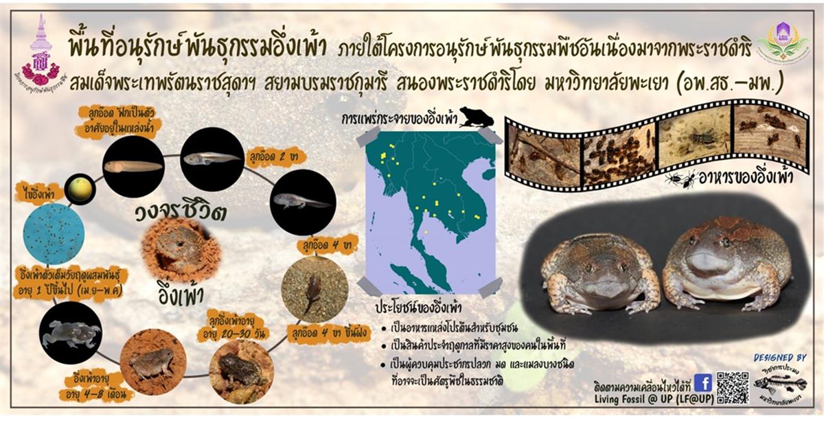Bullfrog conservation infographic, University of Phayao