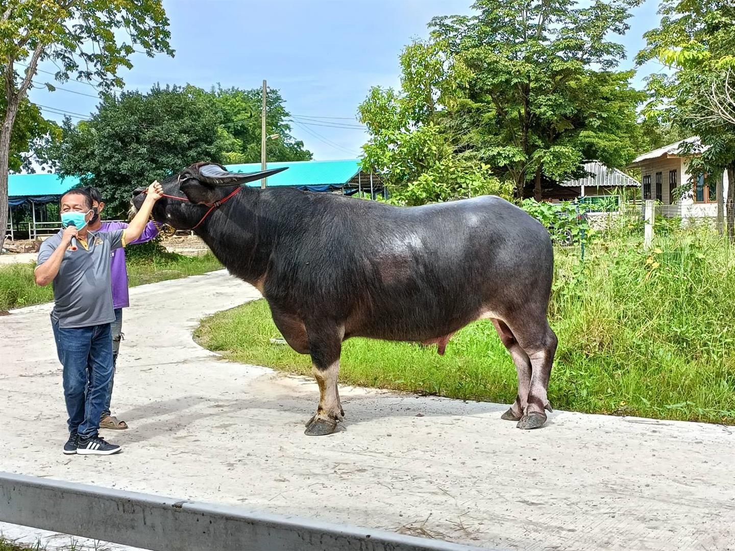 High-quality breeding buffalo, University of Phayao