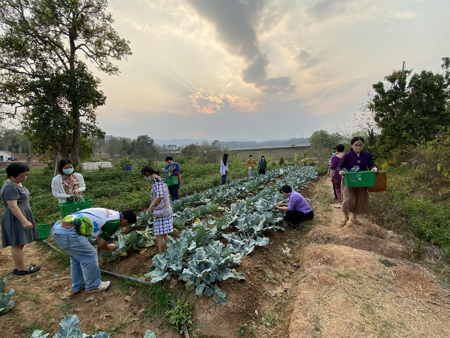 Vegetable picking activity at Sufficiency Economy Learning Center, University of Phayao