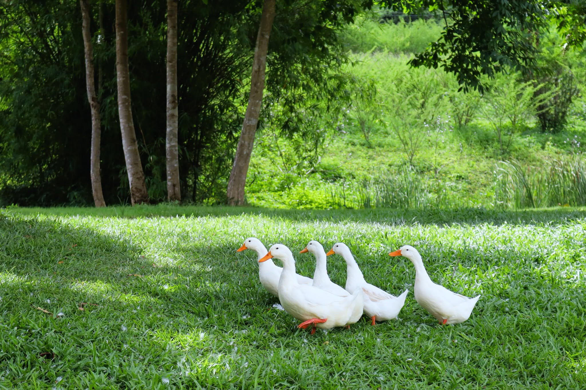 Ducks swimming, University of Phayao