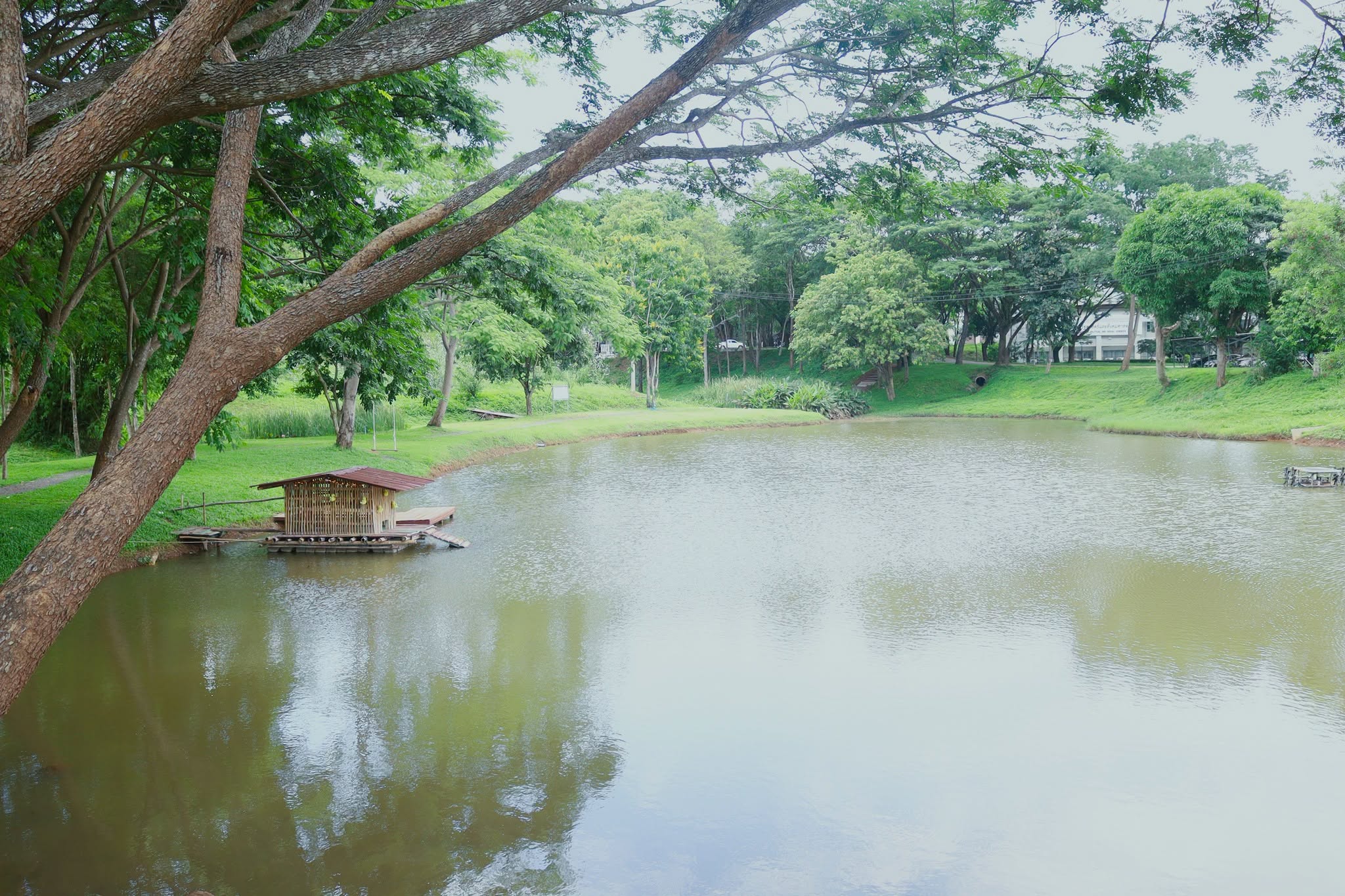 Ducks in campus reservoir, University of Phayao