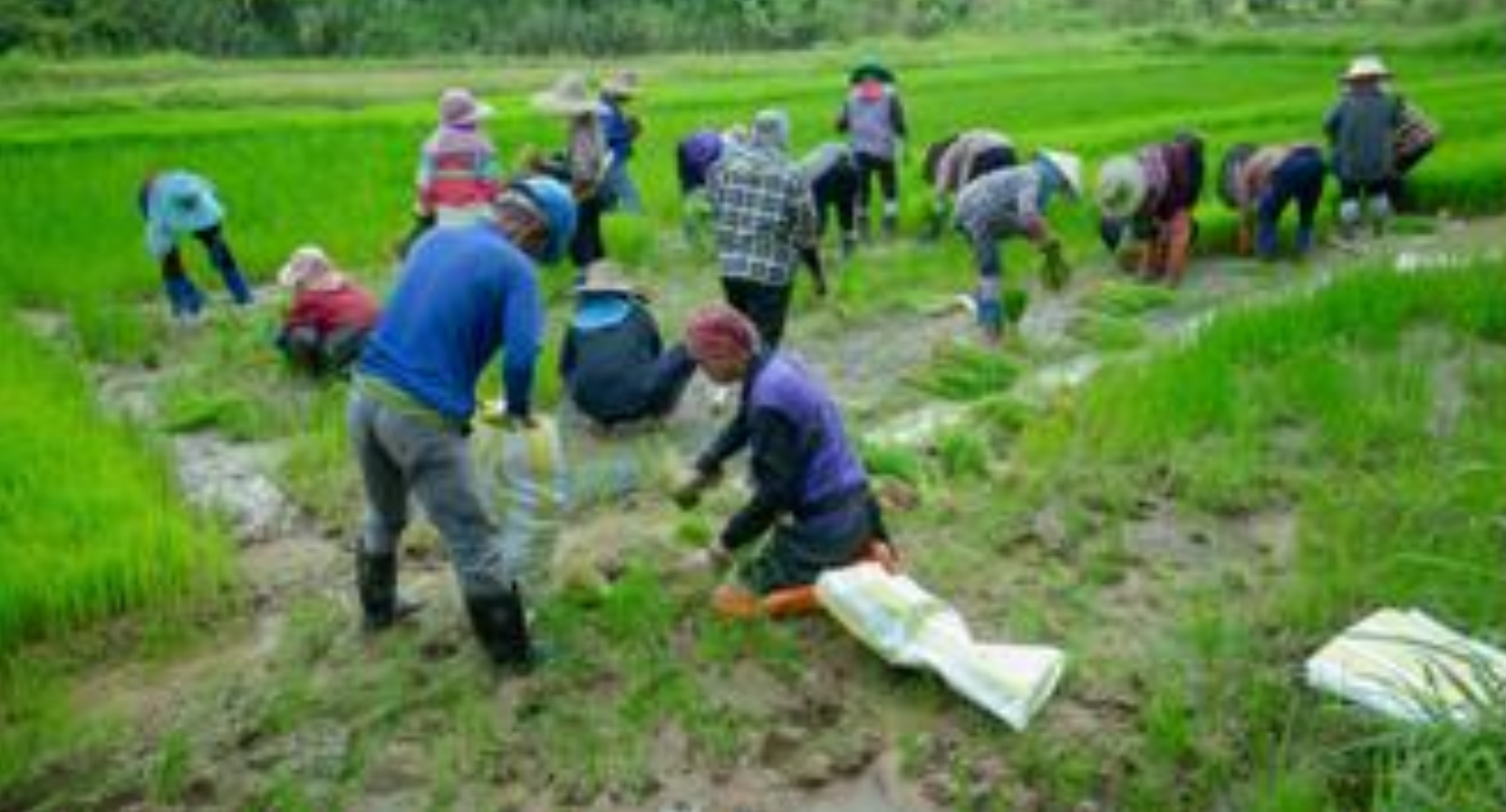 School of Science vegetable planting event, University of Phayao